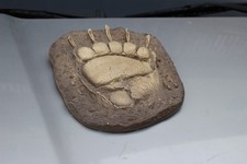 Huge** Grizzly Bear Track 14"