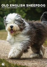 Old English Sheepdog 2026