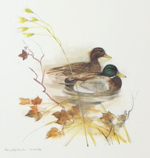 Mallard Duck Art Print Mads Stage Stenders Forlag Colour Lithograph