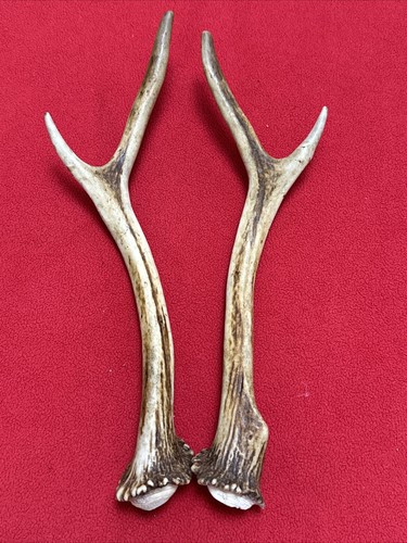 Pair sika deer - sika, antlers