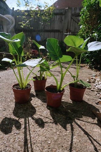 Arum lilies well rooted - arum,