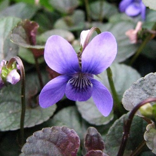 Viola labradorica plug plants