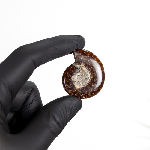Whole polished ammonite fossil - ammonite,
