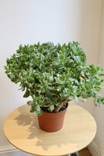 Crassula arborescens Silver