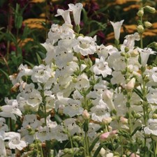 Penstemon 'Wedding Day' x 3