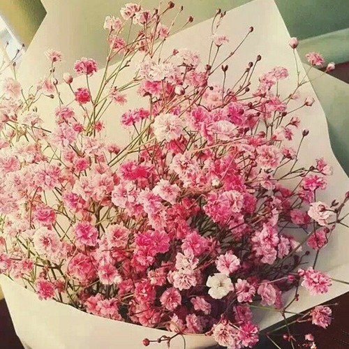 Pink baby breath - 50,
