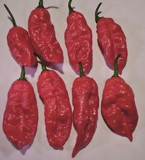 Rare Superhot Pepper Seeds