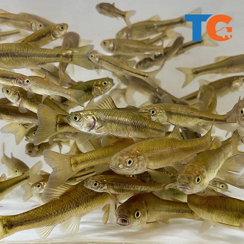 Black fathead minnows - minnows, sale