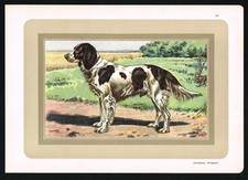 French Spaniel (Épagneul