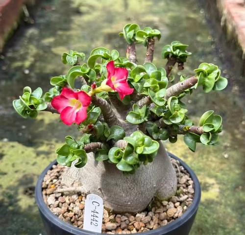Sale rare plant adenium - sale,