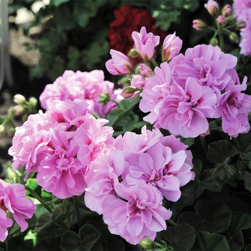 Geranium plant 13cm pot - pot,