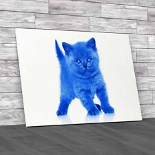 Adorable British Shorthair