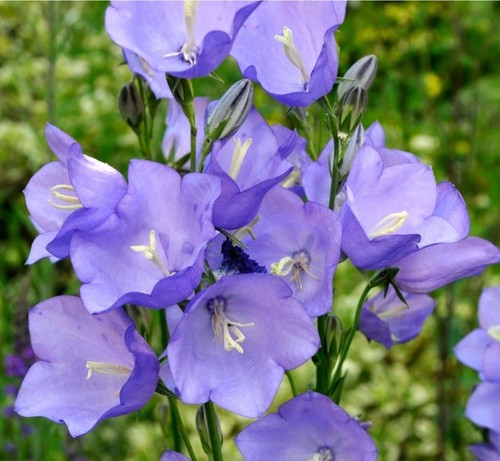 Campanula persicifolia - 6,