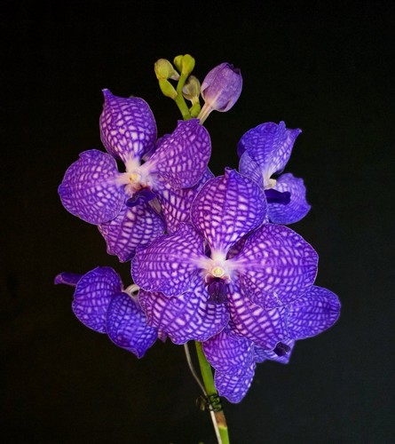 Vanda new blue - vanda,