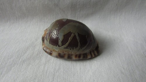 Cameo cowrie shell horse - cowrie,