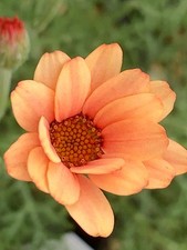 Rhodanthemum 'Zagora Orange'