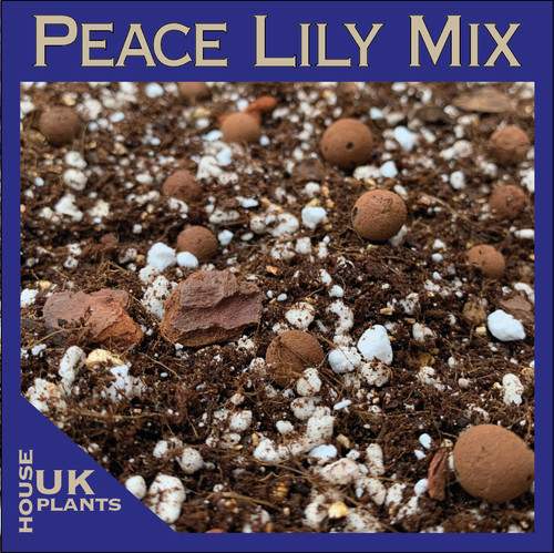 Peace lily soil mix pest - peace,