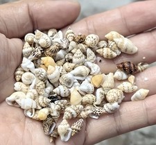 Mini Mixed Seashells for