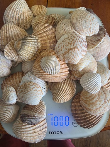1kg box mixed seashells - box,
