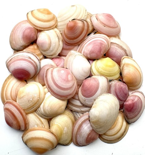 Mixed small seashells assorted - small,