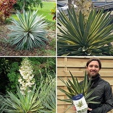 Yucca Succulent Plant Gloriosa