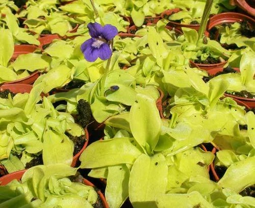 Pinguicula grandiflora 15 - grandiflora,