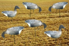 PINK FOOTED Geese Photo REAL Spreaders Goose Decoys To Full Body PINKS Decoying