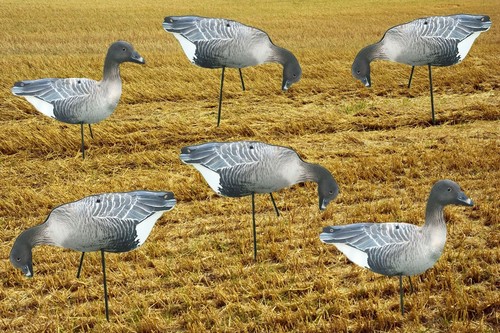 Pink footed geese photo real - pink,
