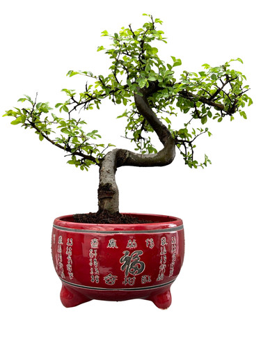 Chinese elm bonsai - tree,