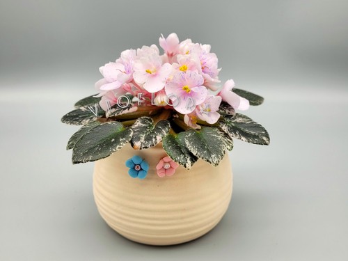 Rare african violet variegated - african, violet|variegated