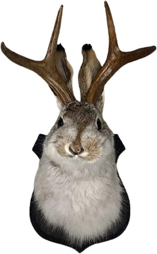 Jackalope mount - jackalope,