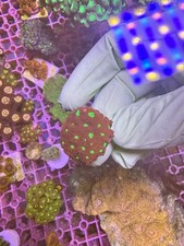 Green Eye Red Favia Marine