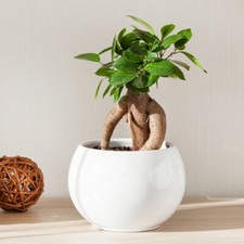Indoor Bonsai Tree, Ficus Ginseng, easy care, unique trunk, 12cm potted indoor