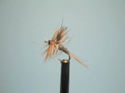 Adam dry fly fishing - 3, adam's
