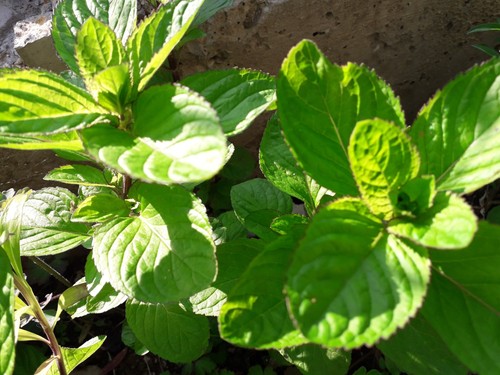 Eau cologne mint plant - cologne, bare