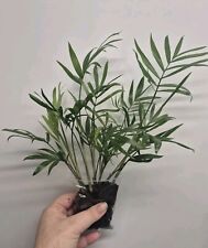 Parlour Palm plant x10 well rooted stems - Chamaedorea Elegans - Houseplant