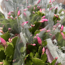 1 x Christmas Cactus -  PINK  - 9cm pot - 15-18cm tall - Christmas