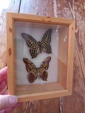 Box Framed Butterflies