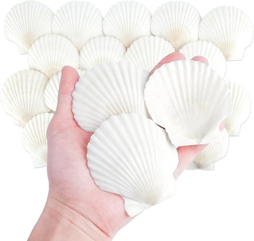 Natural scallop shells - natural, 20pcs