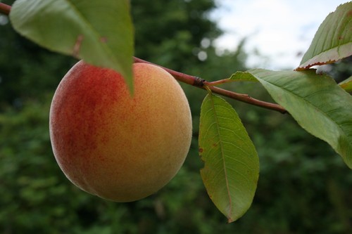 Hardy patio peach red haven - 'red, haven'