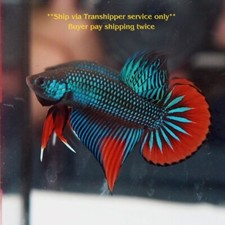 Wild Betta Imbellis Male Live Betta Fish High Quality from TH *Stock Photo