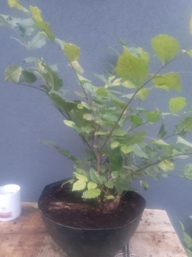 Elm bonsai tree yamadori - elm,