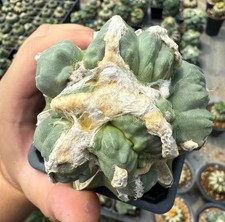 Rare Ariocarpus Fis Hybird 'Godzilla' WYSIWYG G rafted Boutique