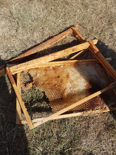 National honey bee - honey, hive