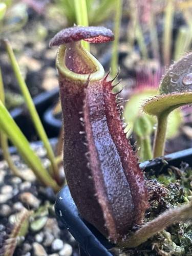 Nepenthes tropical pitcher - nepenthes,
