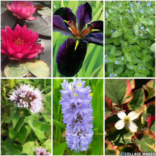 Small pond value pack water - pond,