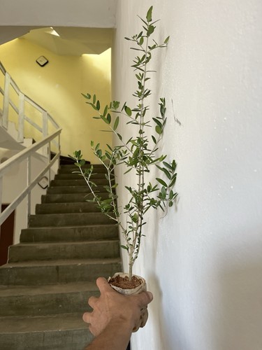Olive bonsai mediterranean - bonsai, .