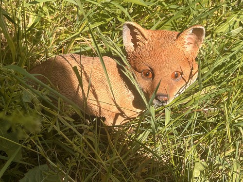 Vivid arts hotant - vivid, fox
