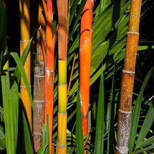 Fargesia Jiuzhaigou Red Panda