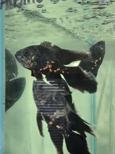 Longfin Tiger Oscar 3/4" Live